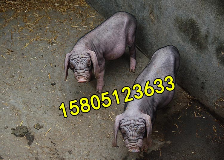 ̫ĸ ̫ĸۡ