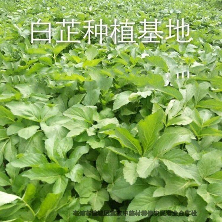 ӲعӦѯ绰