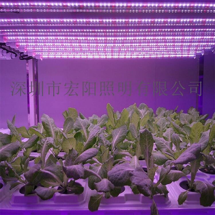 T8ˮֲ ˮֲƹ ledֲƹ 