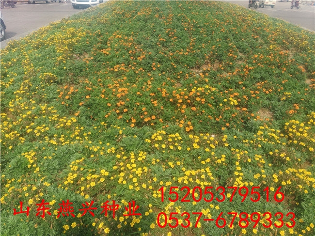 Űвƺһƽ